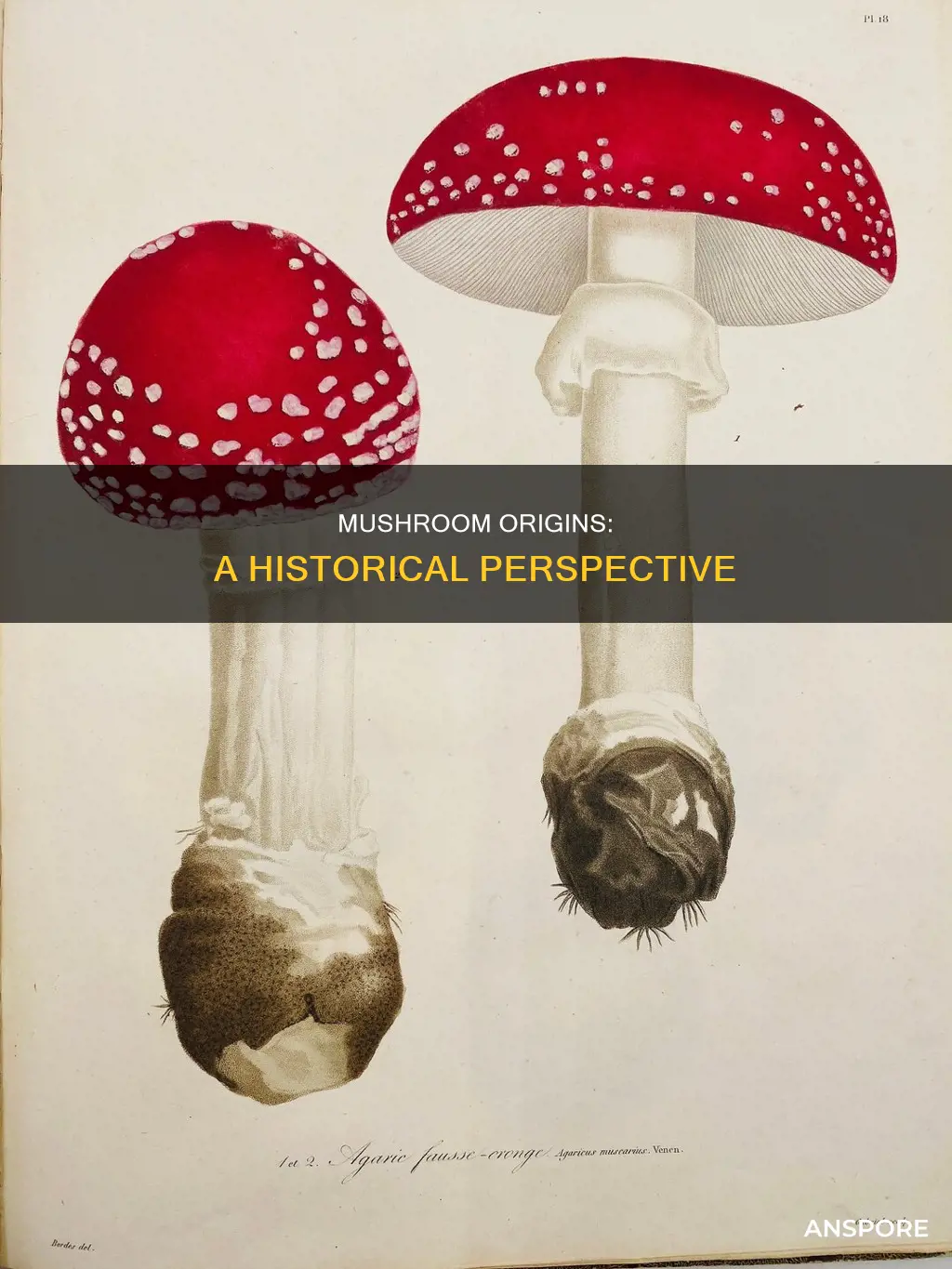 where did mushroom originate