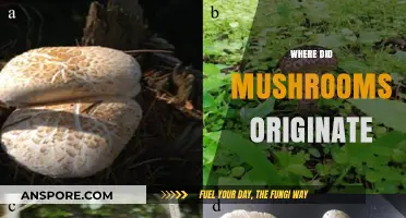 Mushrooms: Origin, Evolution, and Ancient History