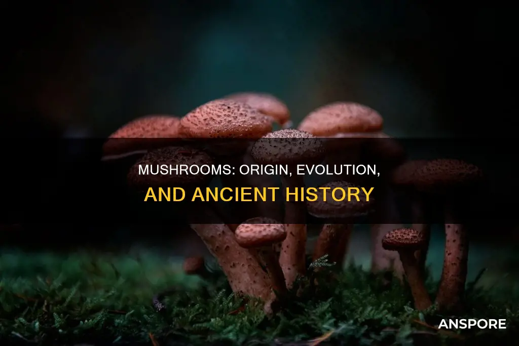 where did mushrooms originate