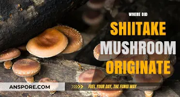 Shiitake Mushrooms: A Japanese Superfood Origin Story