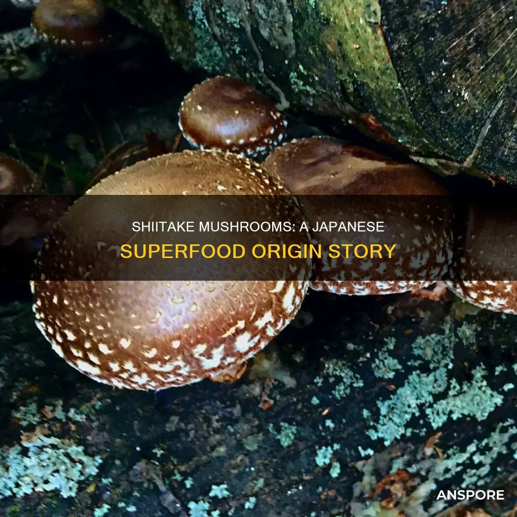 where did shiitake mushrooms originate