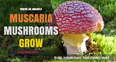 Where Amanita Muscaria Mushrooms Thrive: Habitats and Growing Conditions