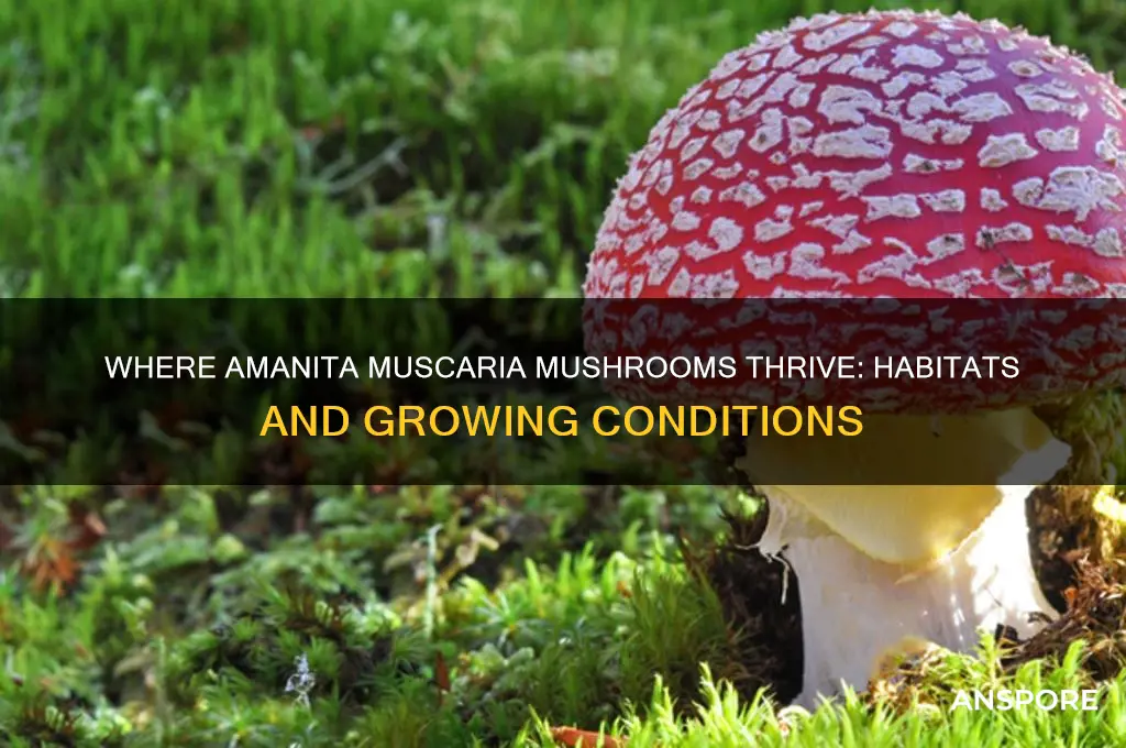 where do amanita muscaria mushrooms grow