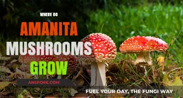 Exploring Amanita Mushrooms: Habitats and Ideal Growing Conditions Revealed