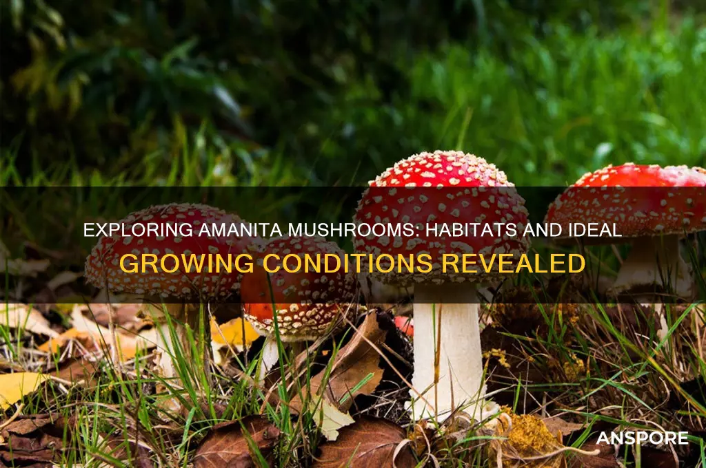 where do amanita mushrooms grow