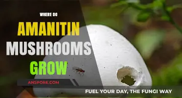 Amanitin Mushrooms: Unveiling Their Natural Habitats and Growth Locations