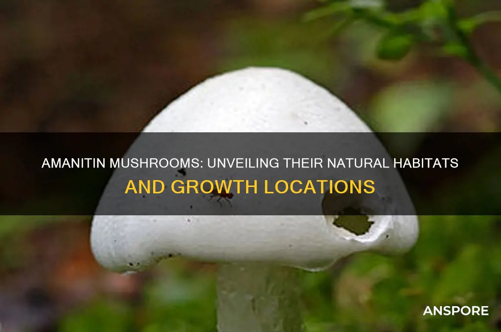 where do amanitin mushrooms grow