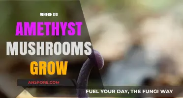 Discovering the Mystical Habitats of Amethyst Mushrooms in Nature