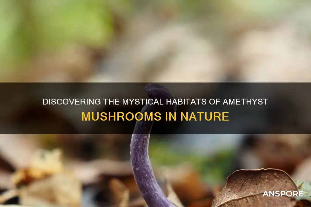 where do amethyst mushrooms grow