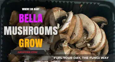Where Do Baby Bella Mushrooms Grow: A Comprehensive Guide