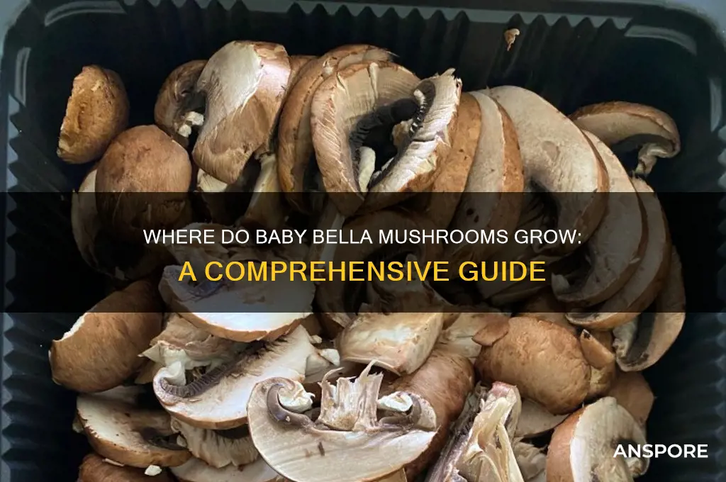 where do baby bella mushrooms grow