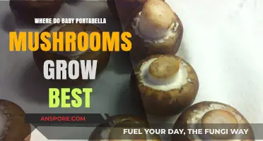Optimal Conditions for Growing Baby Portabella Mushrooms at Home