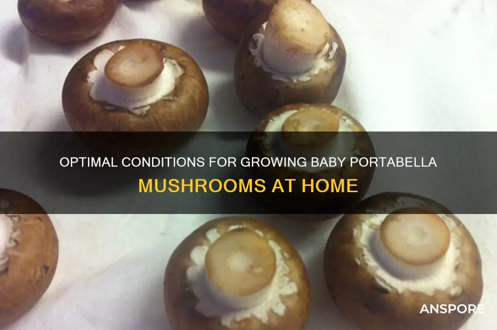 where do baby portabella mushrooms grow best