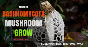 Exploring Basidiomycota: Habitats and Growth Conditions of These Fascinating Mushrooms