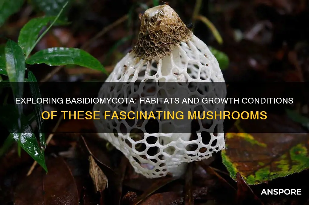 where do basidiomycota mushroom grow