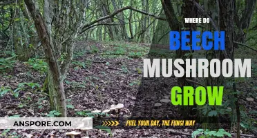Discovering Beech Mushrooms: Natural Habitats and Ideal Growing Conditions