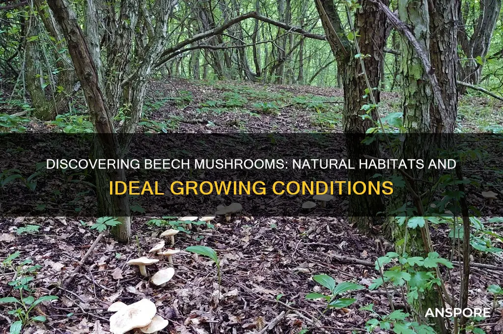 where do beech mushrooms grow