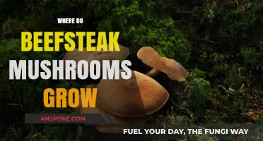 Discovering Beefsteak Mushrooms: Natural Habitats and Growing Conditions Explained
