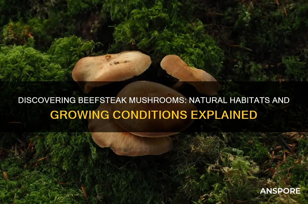 where do beefsteak mushrooms grow