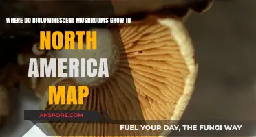 North America's Glowing Mushrooms: Bioluminescent Species and Their Habitats