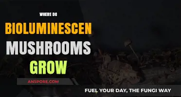 Glowing Fungi Habitats: Exploring Where Bioluminescent Mushrooms Thrive Naturally