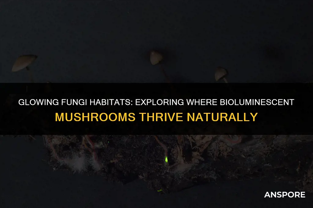 where do bioluminescent mushrooms grow