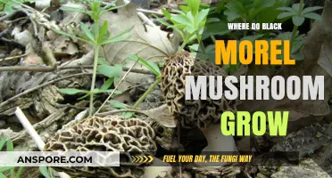 Discovering the Ideal Habitats for Black Morel Mushrooms to Thrive