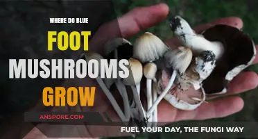 Discovering the Natural Habitats of Blue Foot Mushrooms: Where They Thrive