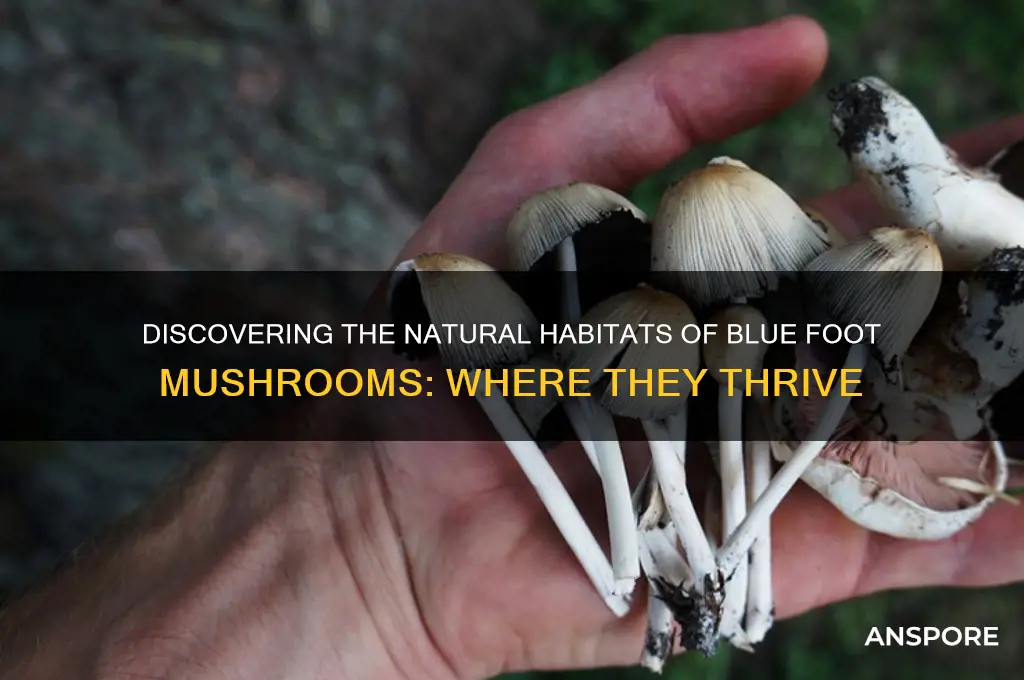 where do blue foot mushrooms grow