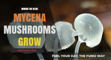 Discovering the Natural Habitats of Blue Mycena Mushrooms: Where They Thrive