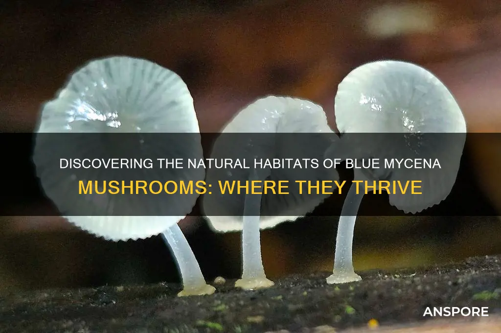 where do blue mycena mushrooms grow