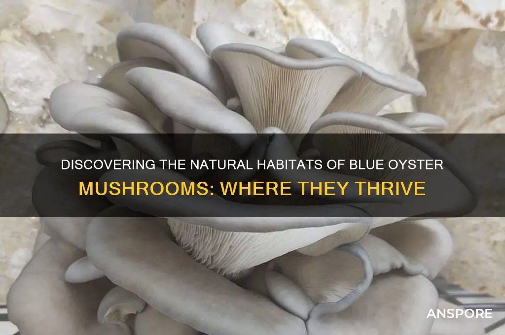 where do blue oyster mushrooms grow