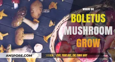Discovering Boletus Mushrooms: Habitats and Ideal Growing Conditions Explained