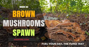 Brown Mushrooms: Where and How They Spawn