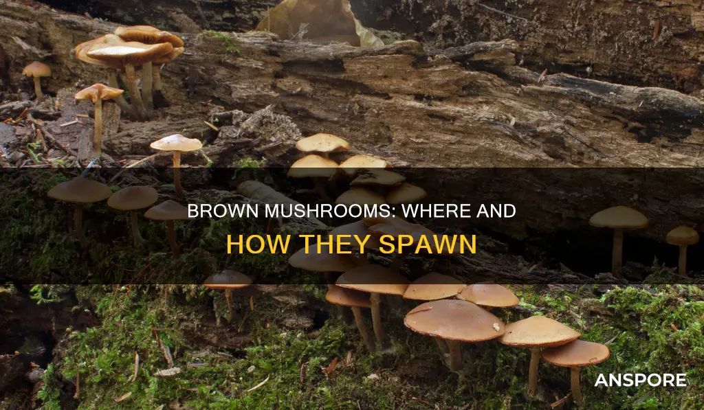 where do brown mushrooms spawn