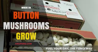 Where Do Button Mushrooms Grow: Unveiling Their Natural Habitat