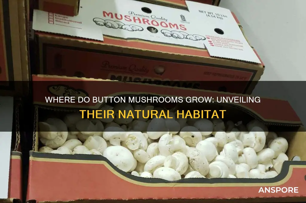 where do button mushrooms grow