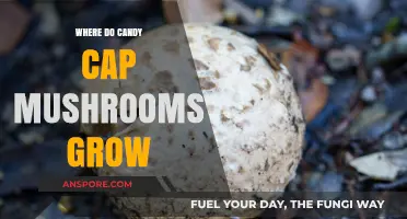 Discovering Candy Cap Mushrooms: Ideal Habitats and Growing Conditions