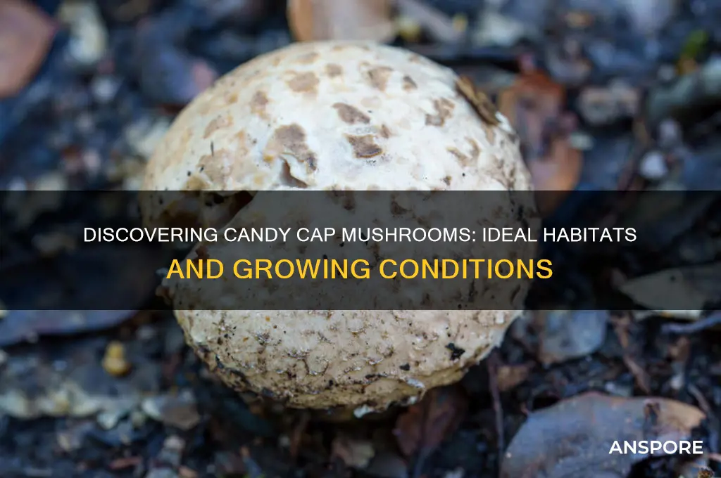 where do candy cap mushrooms grow