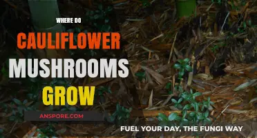 Discovering Cauliflower Mushrooms: Habitats and Growing Conditions Explained