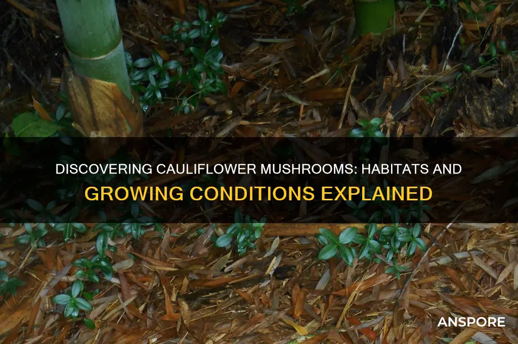 where do cauliflower mushrooms grow