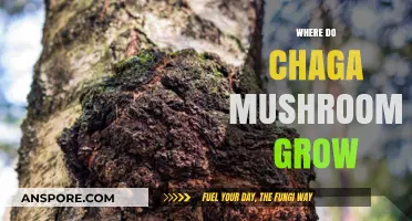 Discovering Chaga Mushrooms: Natural Habitats and Growth Conditions Explained