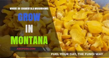 Discovering Montana's Hidden Chanterelle Mushroom Habitats and Growing Conditions