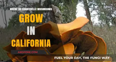 Discovering California's Chanterelle Hotspots: Where These Golden Mushrooms Thrive