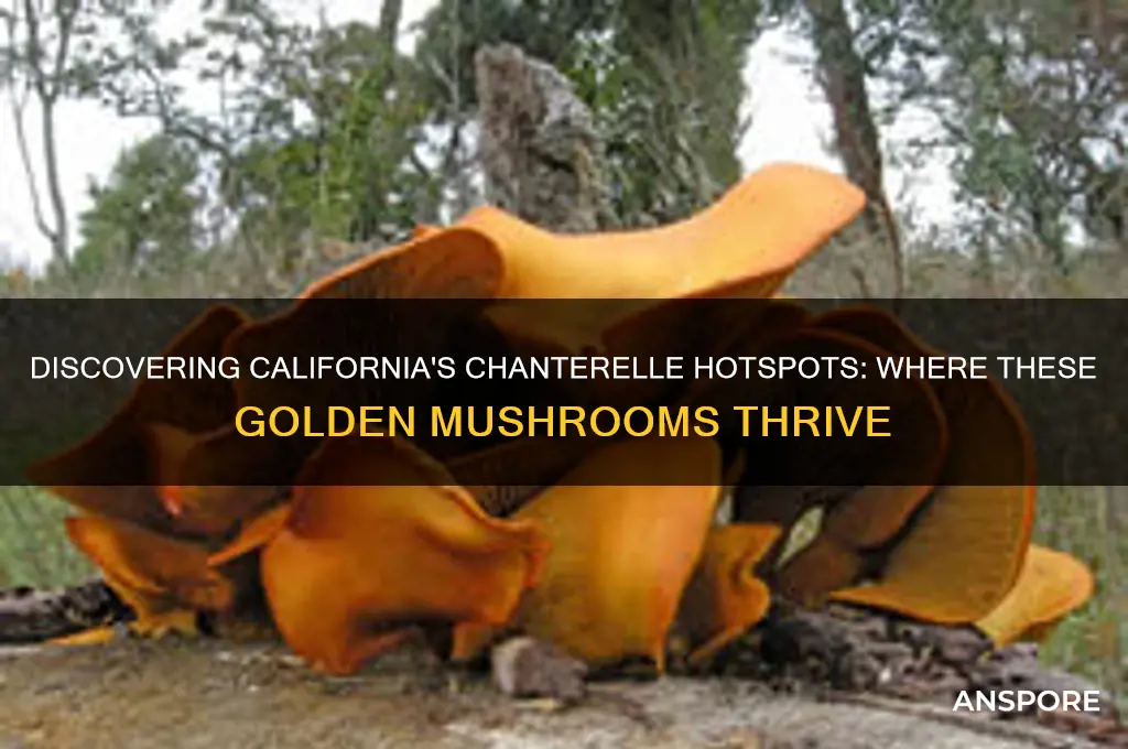 where do chanterelle mushrooms grow in california