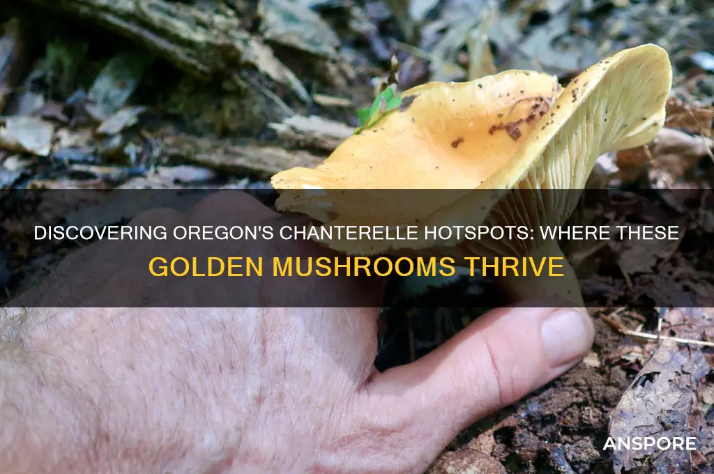 where do chanterelle mushrooms grow in oregon