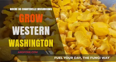 Discovering Chanterelle Mushrooms in Western Washington's Forests and Woodlands