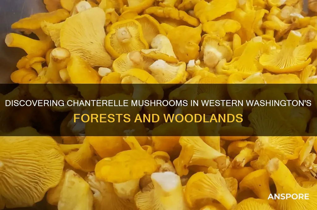 where do chanterelle mushrooms grow western washington