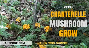 Discovering Chanterelle Mushrooms: Ideal Habitats and Growing Conditions Explained