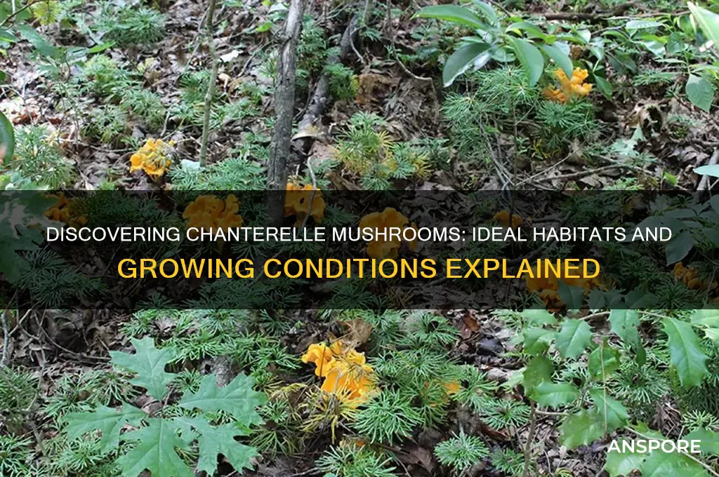 where do chanterelle mushrooms grow